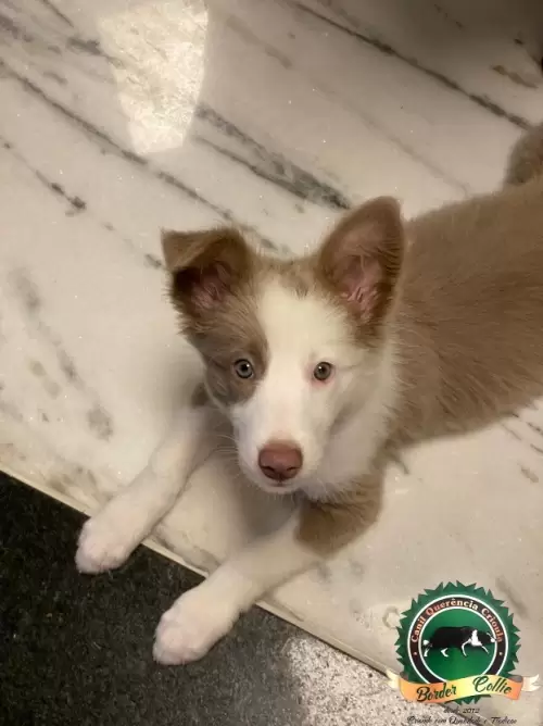 Shelby de Porto Alegre