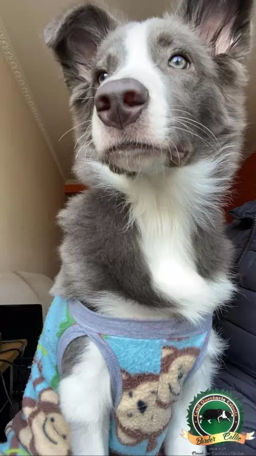 Odin de Porto Alegre