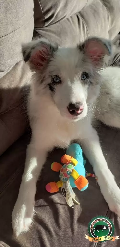 Bella de Farroupilha