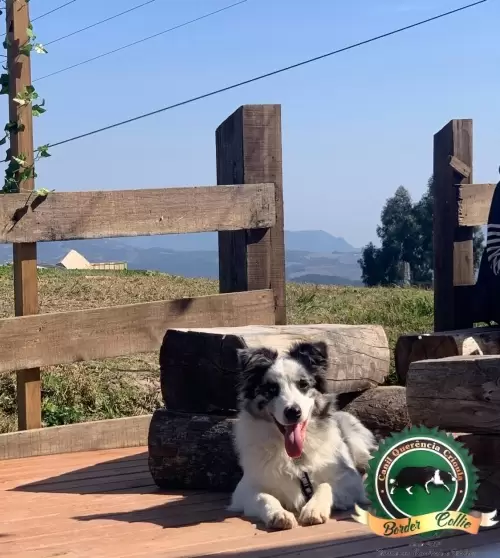 Zeca de Brusque/SC
