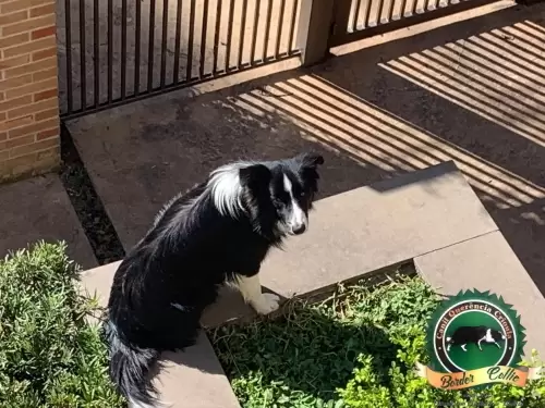 Thor de Porto Alegre
