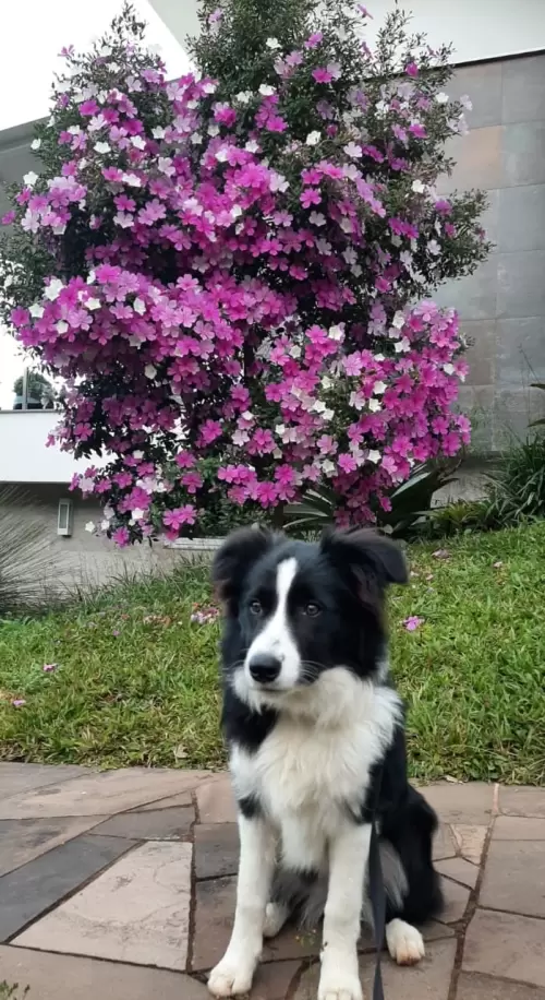 Amora de São Leopoldo
