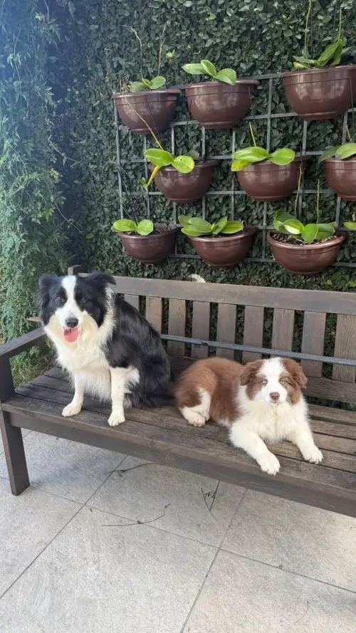 Savana e Mel de Passo Fundo

